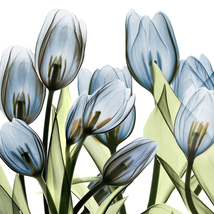 Picture of TULIP BLUES 1