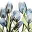 Picture of TULIP BLUES 1