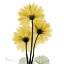 Picture of GOLDEN GERBERA 2