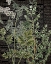 Picture of BOTANICAL NEWSPAPER 1
