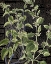 Picture of BOTANICAL NEWSPAPER 2