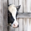 Picture of PEEKING COW