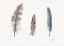 Picture of FEATHER COLLECTION