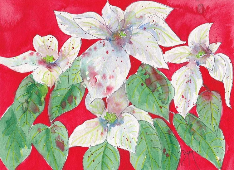 Picture of POINSETTIAS