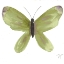 Picture of WATERCOLOR OLIVEFLY