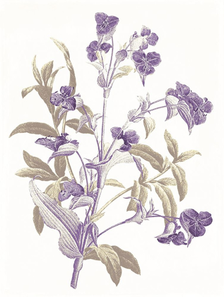 Picture of LAVENDER FLOWERS