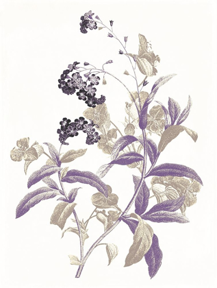 Picture of LAVENDER FLOWERS TWO