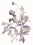 Picture of LAVENDER FLOWERS TWO