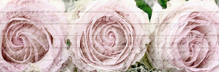 Picture of THREE ROSES