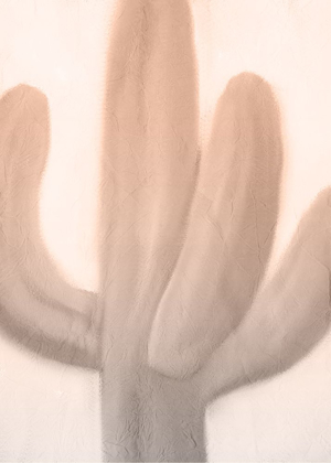 Picture of PINK DUSK CACTUS 1