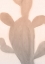 Picture of PINK DUSK CACTUS 2