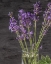 Picture of LAVENDER JAR 2