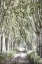 Picture of COVERED PATH