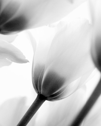 Picture of BLACK AND WHITE TULIP 2