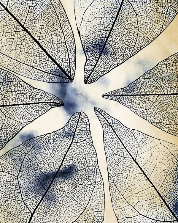Picture of TRANSPARENT LEAVES 1
