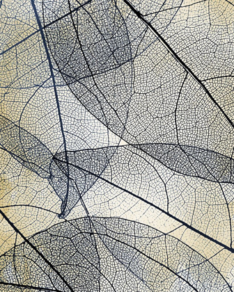 Picture of TRANSPARENT LEAVES 3