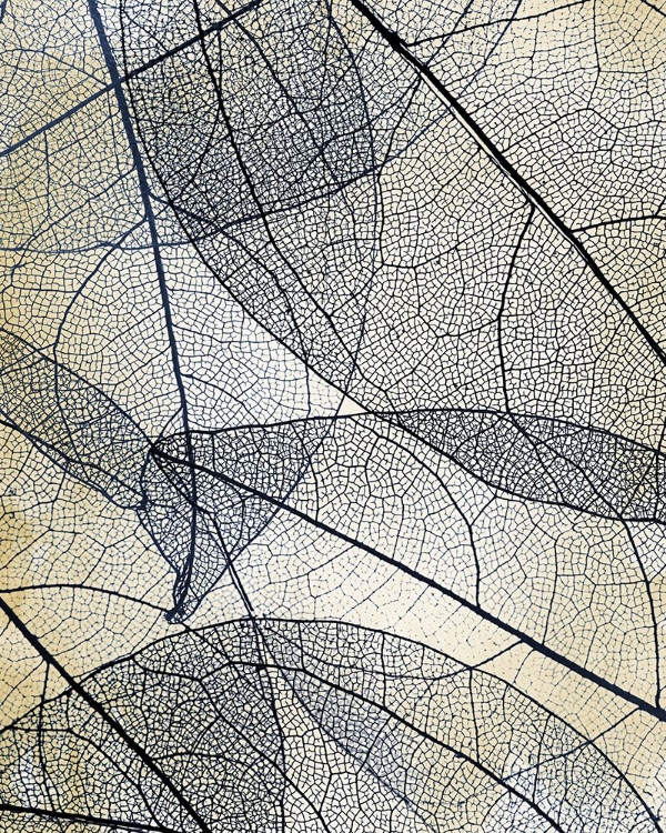 Picture of TRANSPARENT LEAVES 3