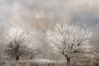 Picture of WINTER FROST