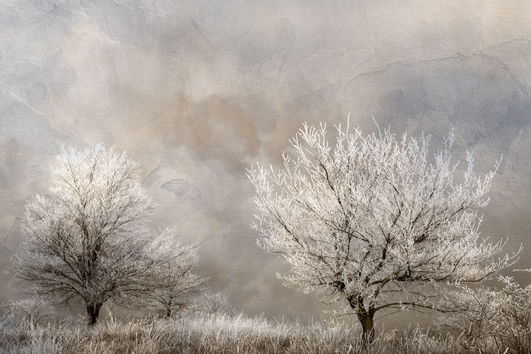 Picture of WINTER FROST