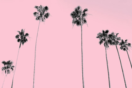 Picture of PINK PALMS