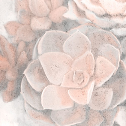 Picture of DUSTY PINK SUCCULENTS 2