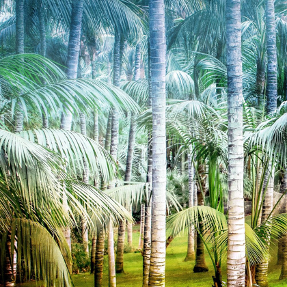 Picture of PALM TREE FOREST 1