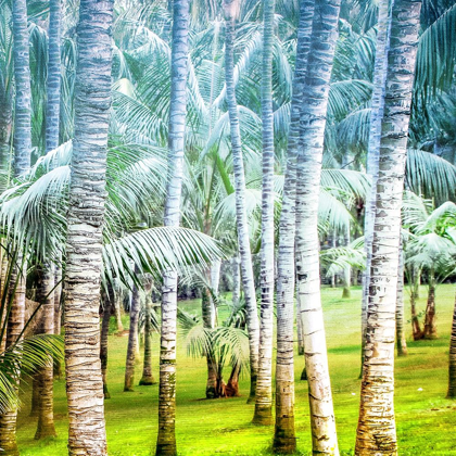 Picture of PALM TREE FOREST 2