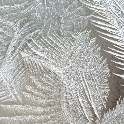 Picture of FROSTED FERN 1