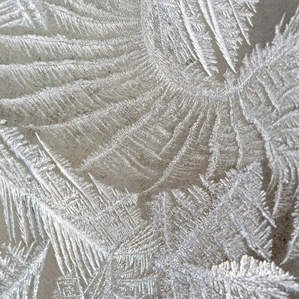 Picture of FROSTED FERN 2