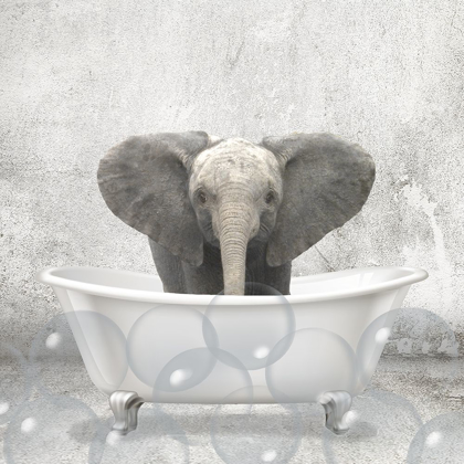 Picture of BABY ELEPHANT BATH