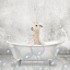 Picture of BABY LLAMA BATH