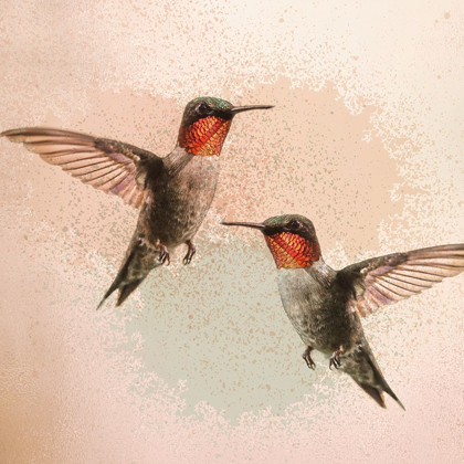 Picture of HUMMINGBIRD FLIGHT