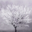 Picture of FROSTED TREE