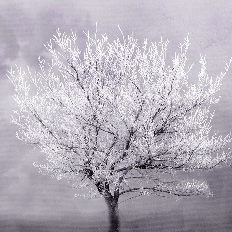 Picture of FROSTED TREE
