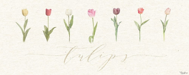 Picture of TULIPS