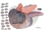 Picture of CLOSE EVOLUTIONS
