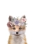 Picture of FLORAL FOX
