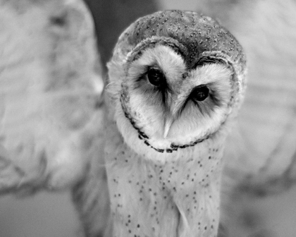 Picture of CUTE OWL WINGS SPREAD