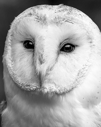 Picture of OWL CLOSE UP