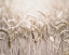 Picture of MUTE WHEAT FIELD