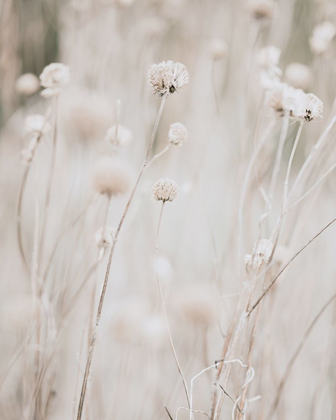 Picture of WHITE DRIED WILDFLOWERS