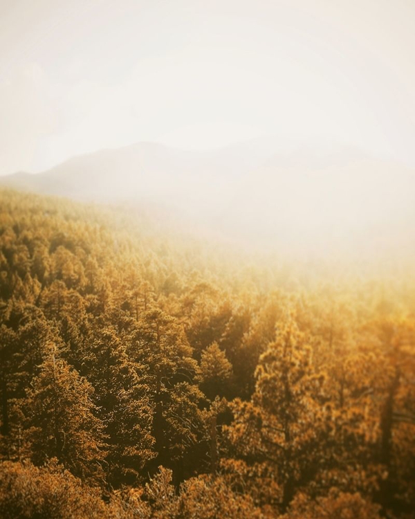 Picture of GOLDEN FOREST