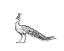 Picture of BLACK PEACOCK