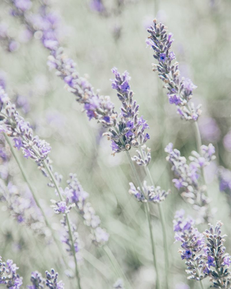 Picture of BLEACHED LAVENDER IN FIELD