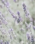 Picture of BLEACHED LAVENDER IN FIELD