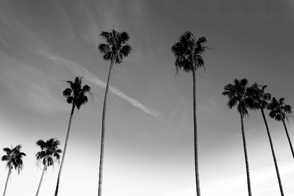 Picture of PASSERBY PALMS