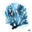 Picture of AZURE CORAL 2