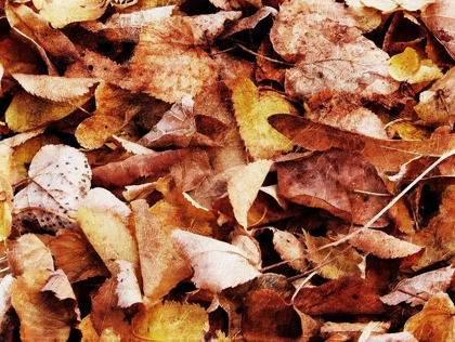 Picture of GROUP OF LEAVES