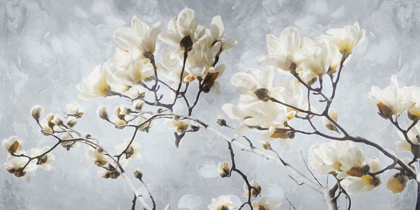 Picture of WHITE FLOWERS IN GREY