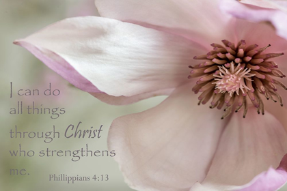 Picture of PINK MAGNOLIA CHRIST